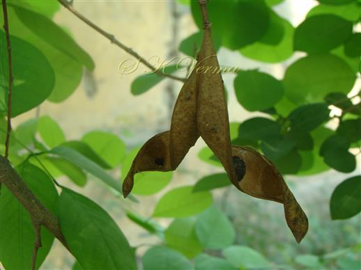  Legume
